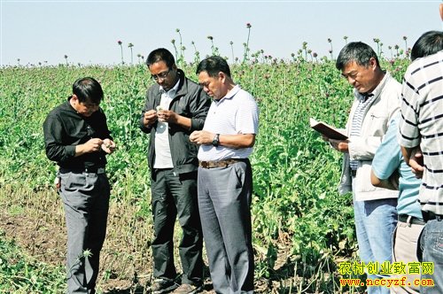 �Ĵ���������ɽ����ɫ��ֲ �츣һ��