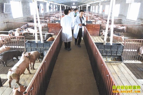 ����ʹ��΢���﷢������ι��