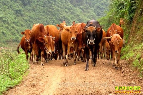 ũ��ѡ��ҵ��Ŀ