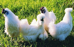 �Ĵ�üɽ���������ڼ����ϡ�������+���쳵�ɡ��𼦡�