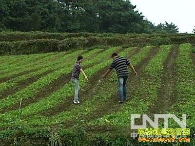 һĶ��������8000Ԫ����ֲò�����˵İ��ĺ�׬Ǯ