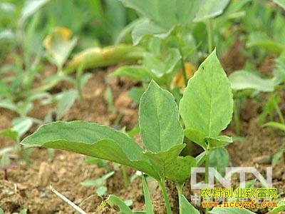 һĶ��������8000Ԫ����ֲò�����˵İ��ĺ�׬Ǯ