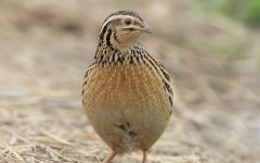 ���շ����м��ֵ���������׬20��