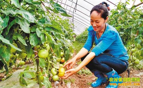 ���챱��ְҵ��ũ��˳���ֲ˲��������ؾ�