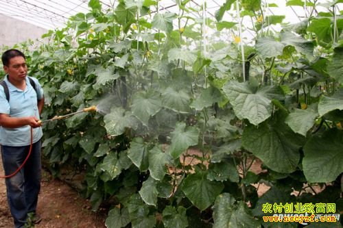 ���������콨���ֳ������̻ƹϡ� ũҩ����Ϊ0