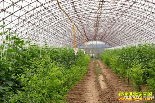 ���������콨���ֳ������̻ƹϡ� ũҩ����Ϊ0