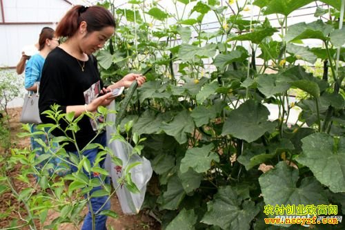 ���������콨���ֳ������̻ƹϡ� ũҩ����Ϊ0