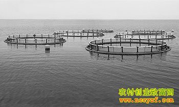 ����������ˮ����ֳ�������ܻ�������