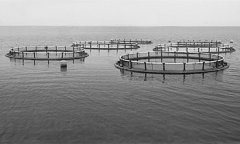 渔业物联网瓶颈 产学研隔合不行