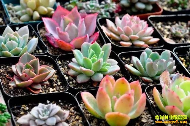 ����ֲ��