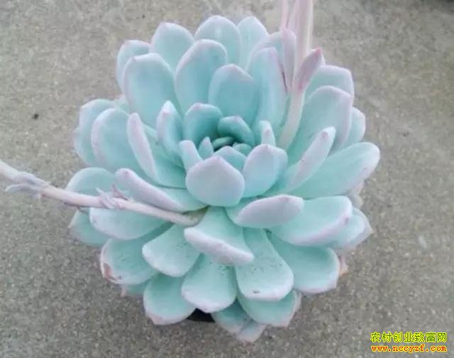 ����ֲ��