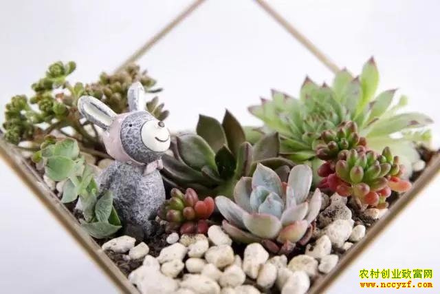 ����ֲ��