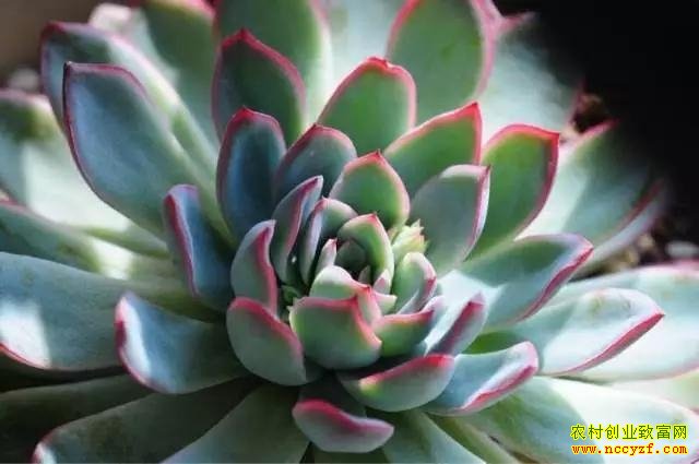 ����ֲ��