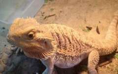 [ÿ��ũ��]��ֳ��ʨ���桢�������׬Ǯ