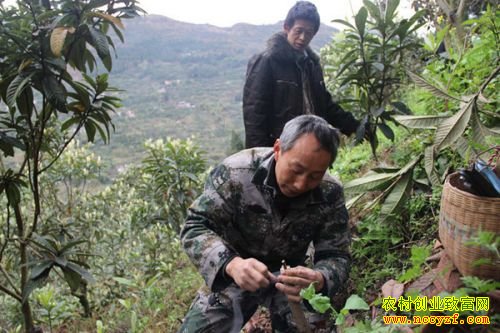 ���������ܵ¶���ֲ���ٴ���Ⱥ����ƶ�¸�