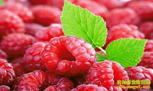 ��ݮ��ֲǰ����� �����������