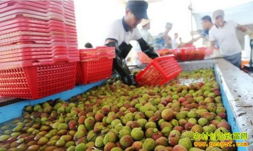 ������ɽ��ֲ��֦��ֵ4�ڶ�Ԫ��ũ���¸�����Ŀ