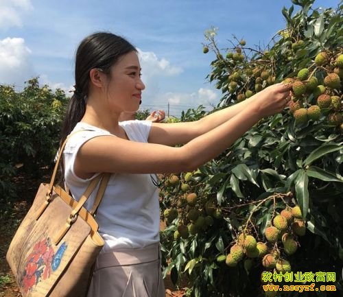 ������ɽ��ֲ��֦��ֵ4�ڶ�Ԫ��ũ���¸�����Ŀ