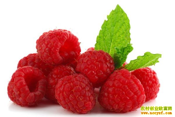 2016��ݮ��ֲǰ�����г��۸����