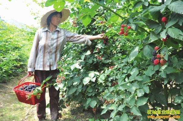 ��չ��ݮ�Ķ�������