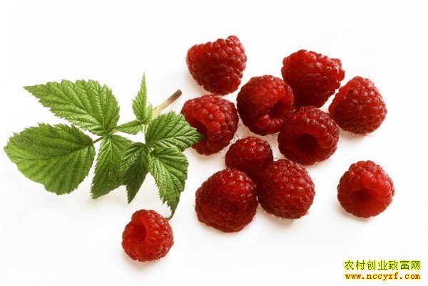 ��ݮϵ��ʳƷ