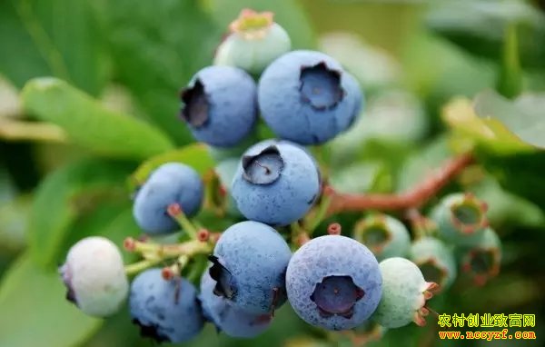 ����ݮ׬Ǯ����ݮ��չǰ������ֲЧ�����