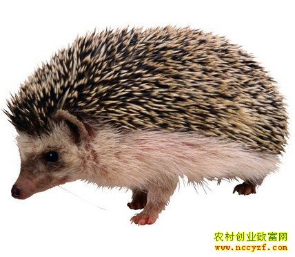 �����ֳǰ������