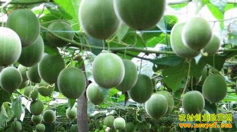 �޺�����ֲ