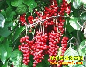 ��ֲ����ζ��