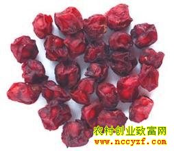 ��ֲ����ζ��