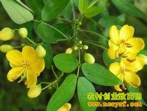 ��������ֲ