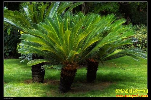 ������ֲ