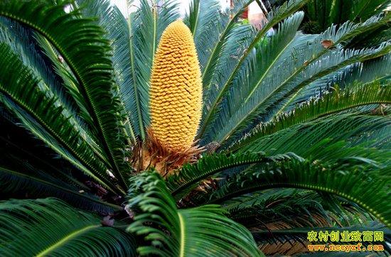 ������Ҷ��������