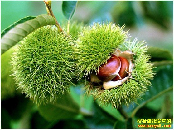 ���ɹ�֮��������