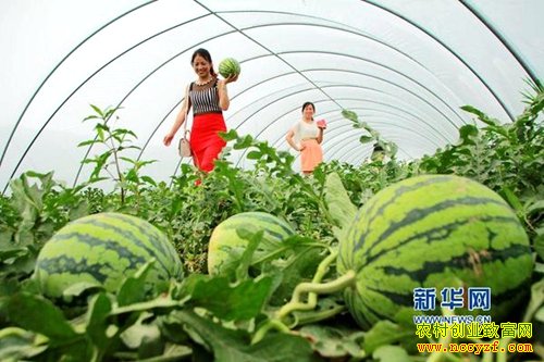 �������磺��ֲ���԰�Ƥ�Ե�����Ч���