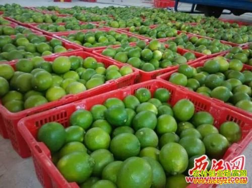 �Ĵ�С����ѧ������ֲ�¸���