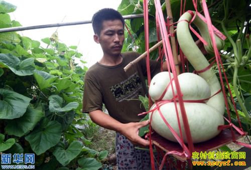 �ӱ���Ǵ޺�����ֲ�ӹ�������«�¸��е�