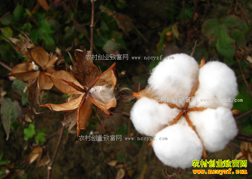 2017���޻�����Ԥ��