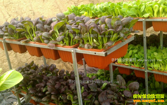 黑龙江:哈尔滨双城区盆栽蔬菜畅销市场