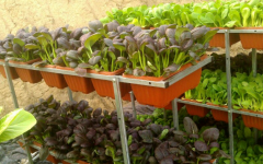 ��������������˫���������߲˳����г�