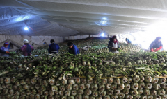 ���������أ���ũ�ڻ�ǧ���ײˣ����ȼ۸�����