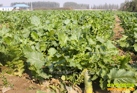 �Ĵ�üɽ�У����������ܲ�������ս�������г�