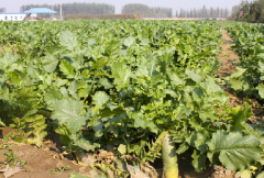 �Ĵ�üɽ�У����������ܲ�������ս�������г�