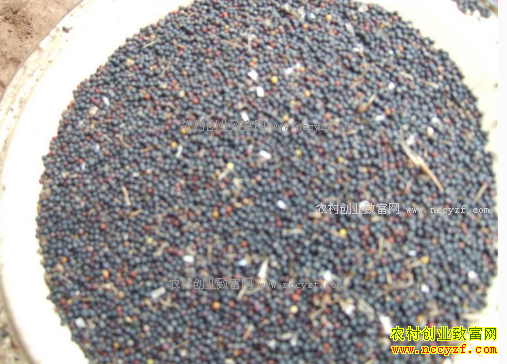 2016/17年度中国油菜籽进口量预计为360万吨