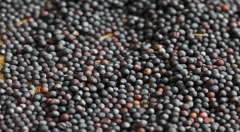 �ڿ�������1��5�ն����Ͳ��Ѳ������Ϊ89.92����