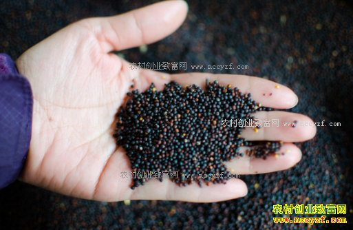 2016/17��ȼ��ô��Ͳ��ѳ���Ԥ��Ϊ950���