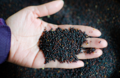 2016/17��ȼ��ô��Ͳ��ѳ���Ԥ��Ϊ950���