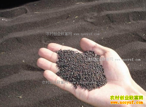 加拿大油菜籽播种面积预期增加