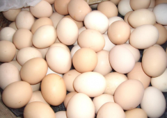 2017�꼦���۸��������飺�������ۼ۸񱣳ֵͼ�λ����