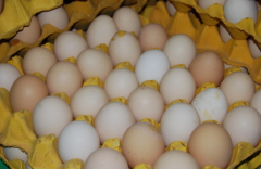 2017�꼦���۸����ƣ������߲˼۸�С�������������۸�ͬ���µ�